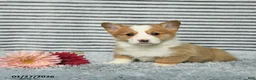 Welsh Corgi Pembroke dogs for sale: Cherrio - Ad 3