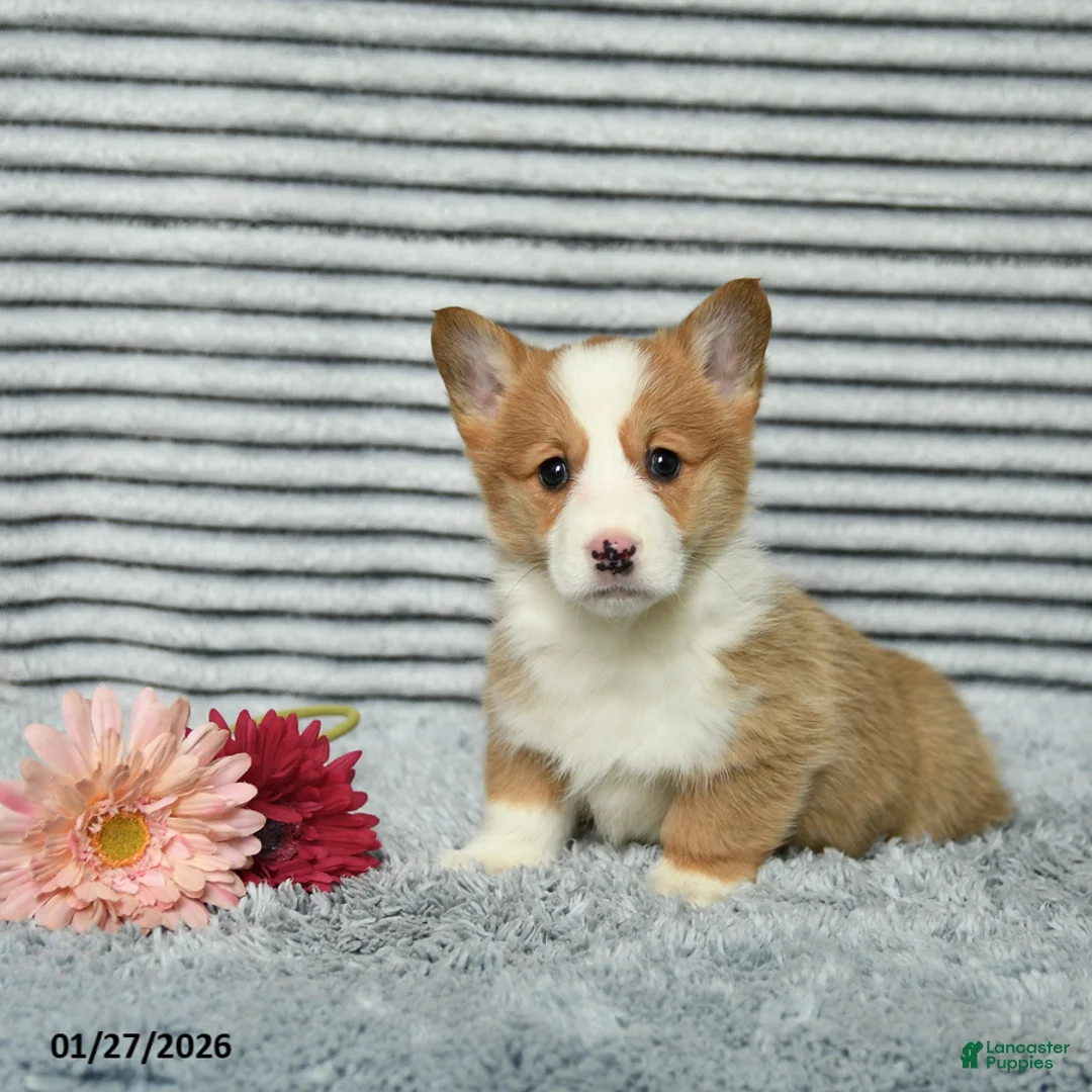 Welsh Corgi Pembroke dogs for sale: Cherrio - Ad 3