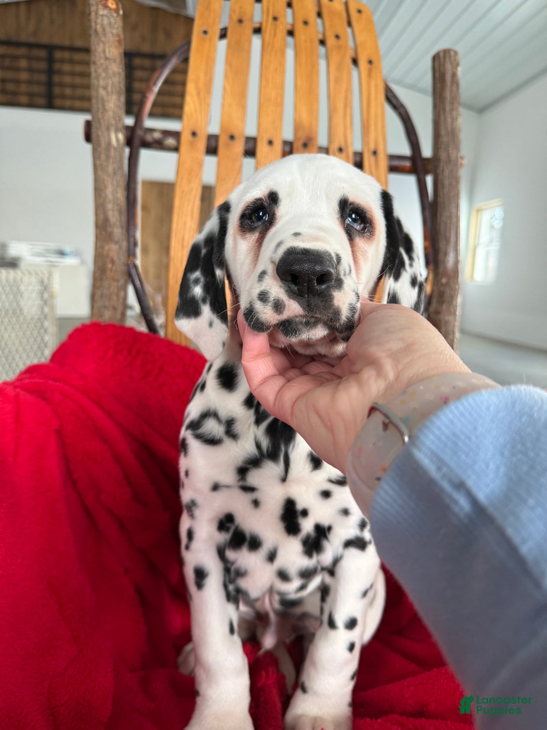 Dalmatian dogs for sale: Tommy - Ad 11