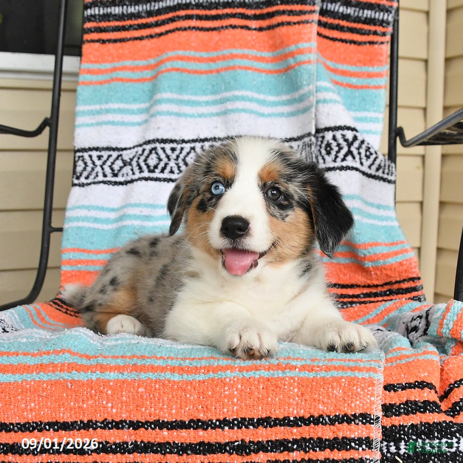 Mixed Breed dogs Timber - Ad 1