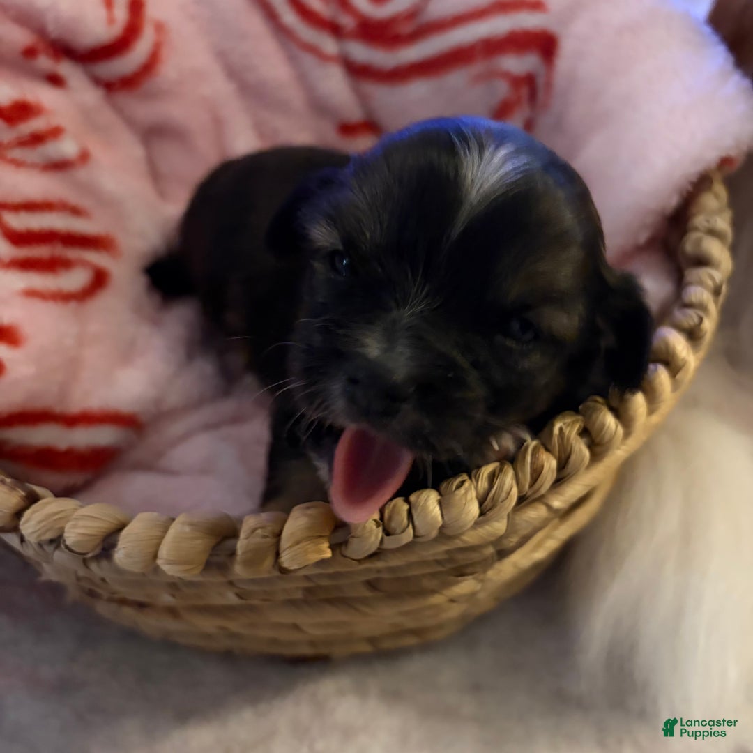 Chihuahua dogs for sale: Harold - Ad 7