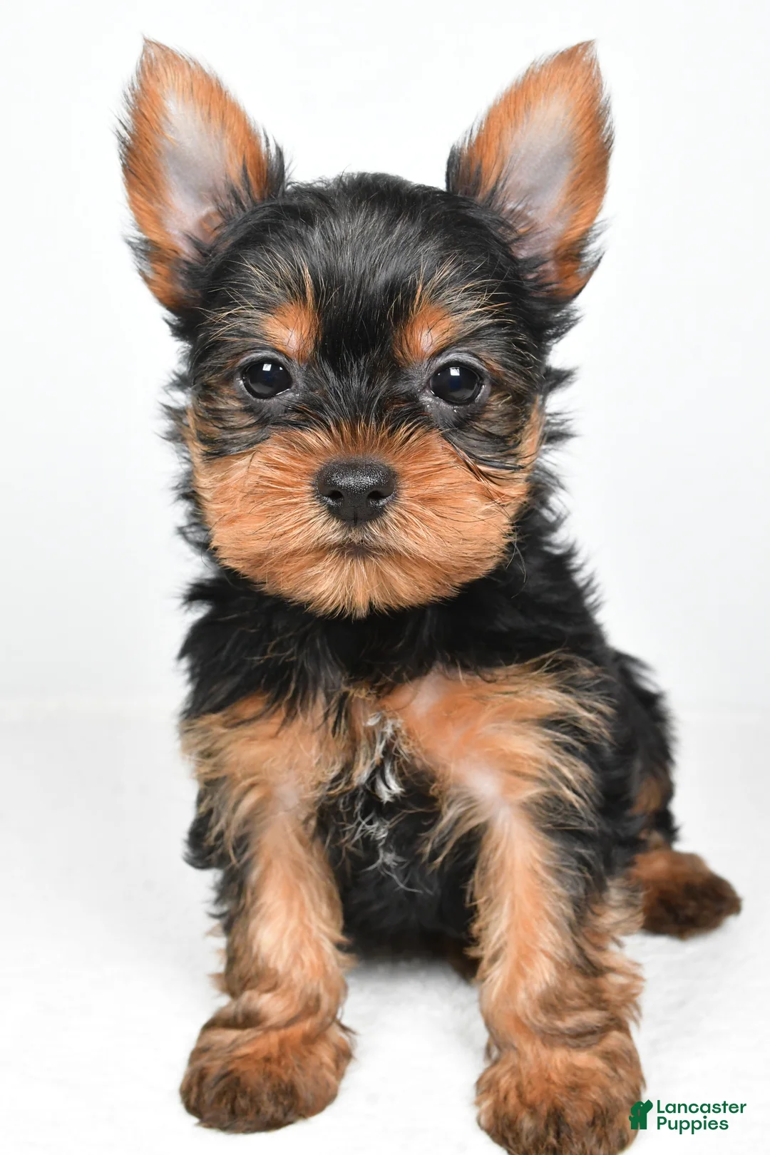 Yorkshire Terrier dogs for sale: Hannah - Ad 6