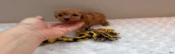 Toy Poodle dogs for sale: Teacup Toy Poodle boy  - Ad 8