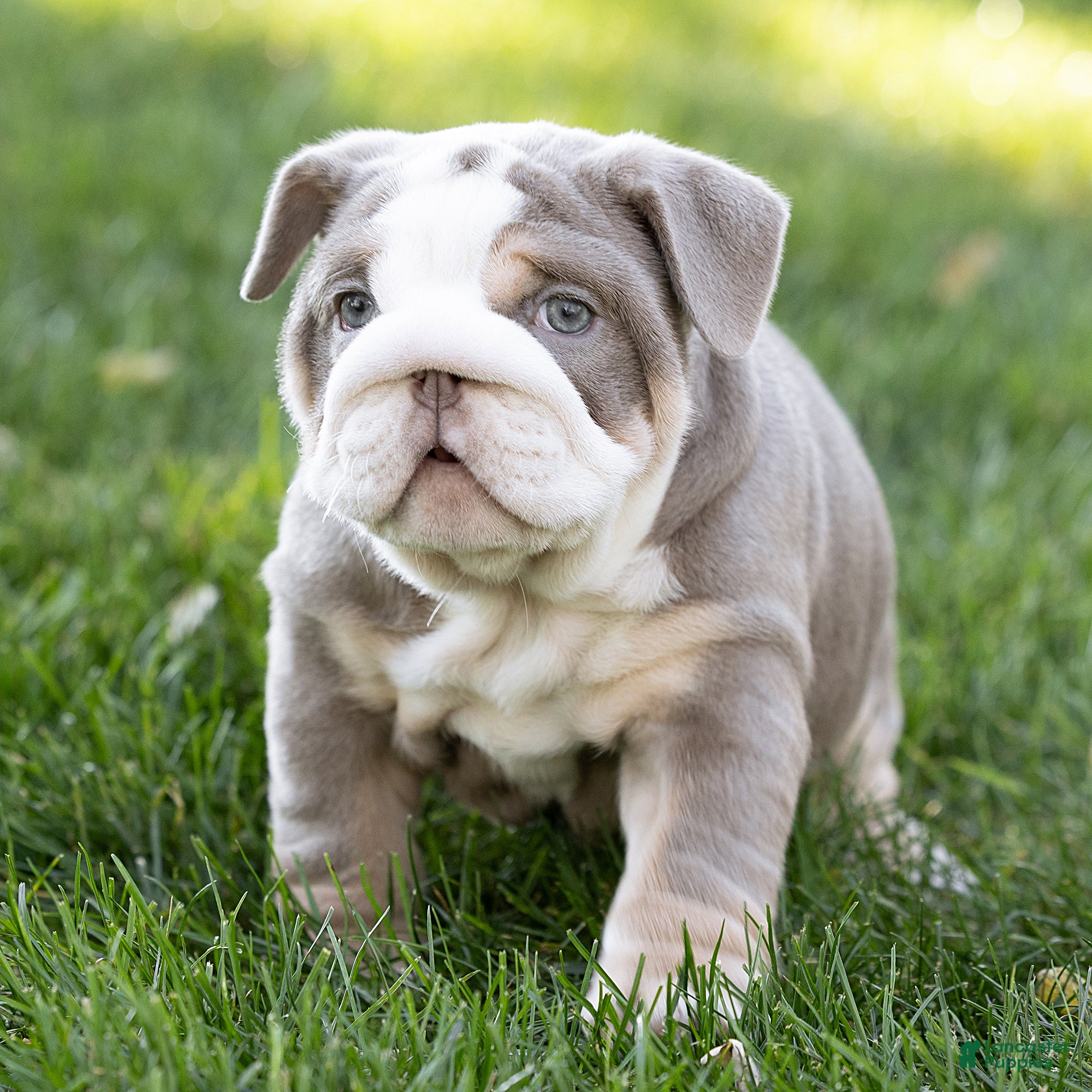 English Bulldog dogs for sale: Winnie Mae English Bulldog  - Ad 1
