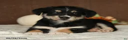 Mixed Breed dogs for sale: Kiwi - Ad 1