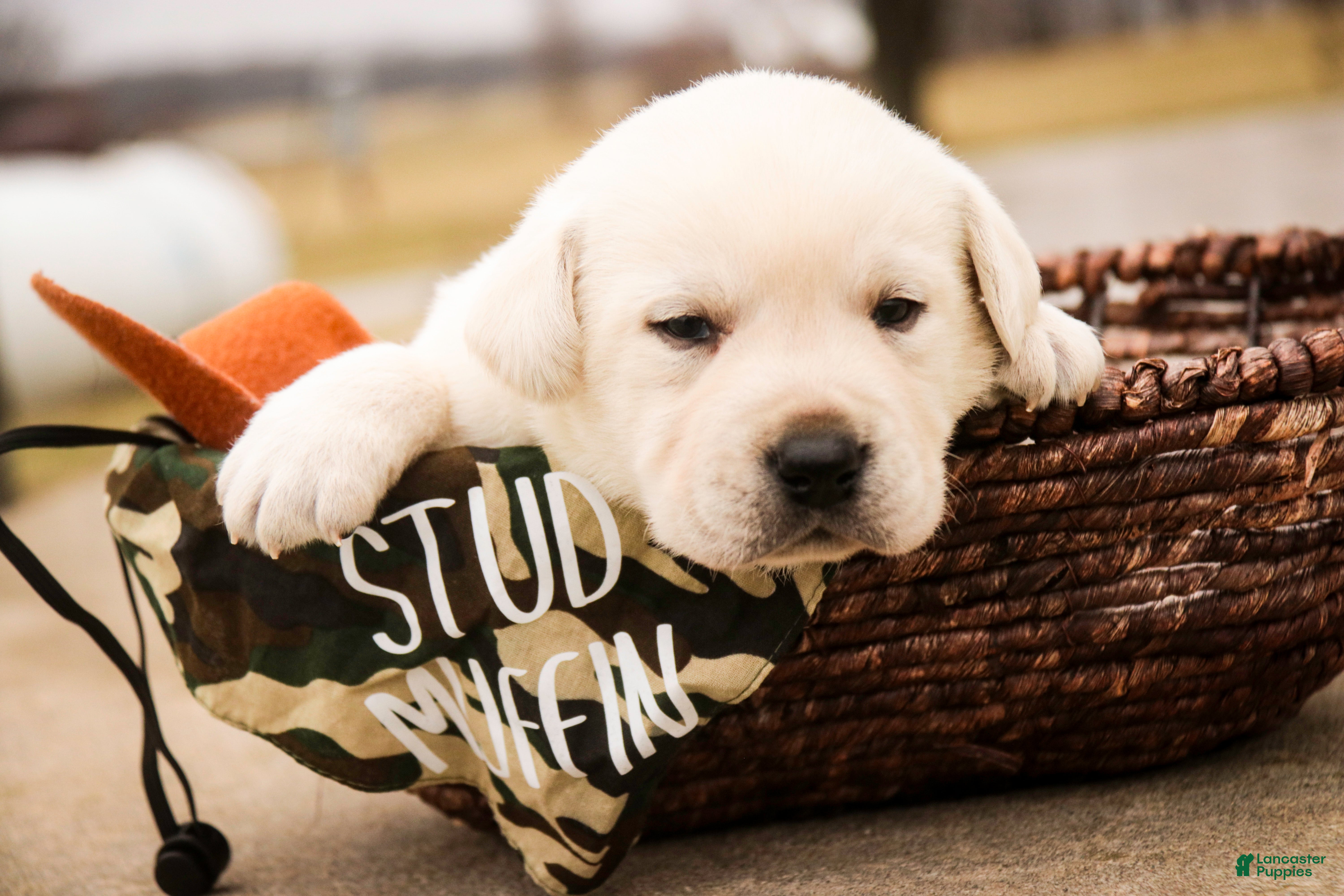 Labrador Retriever dogs Sherlock - Ad 2