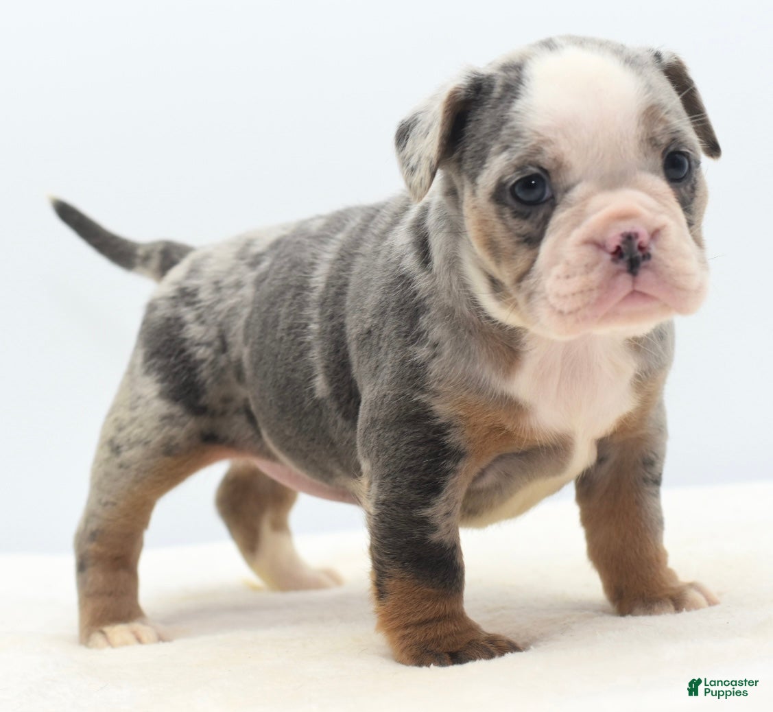 Mixed Breed dogs Aqua blue koi  - Ad 36