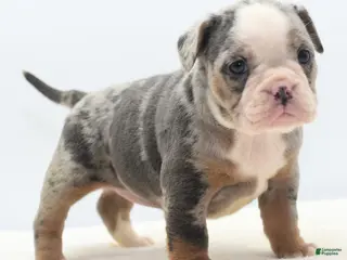 Mixed Breed dogs Aqua blue koi - Ad 4