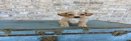 Miniature Labradoodle dogs for sale: Bambi  - Ad 2