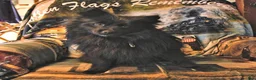 Mixed Breed dogs for sale: Eclipse - Ad 13