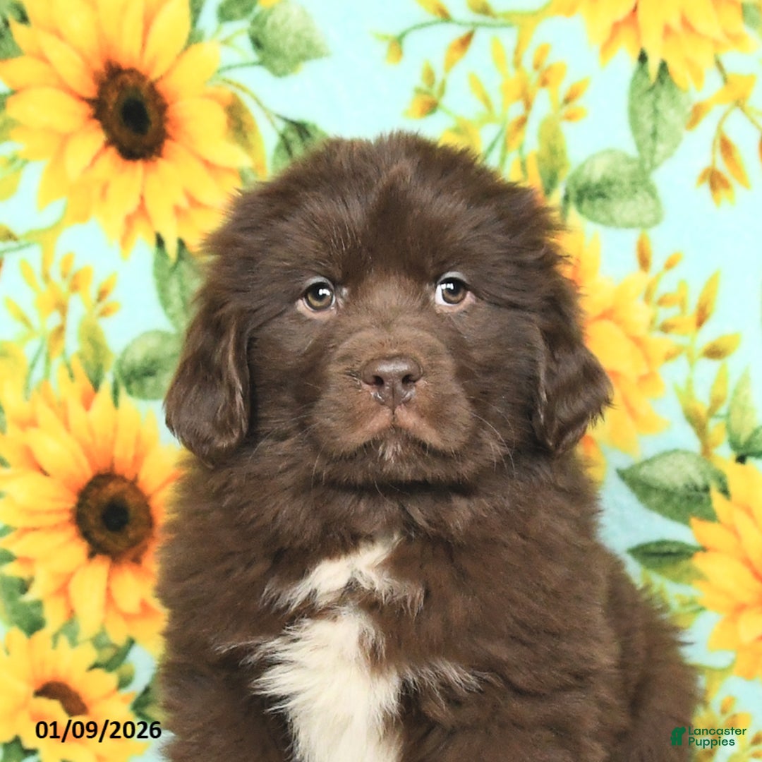Newfoundland dogs for sale: Taffy - Ad 4
