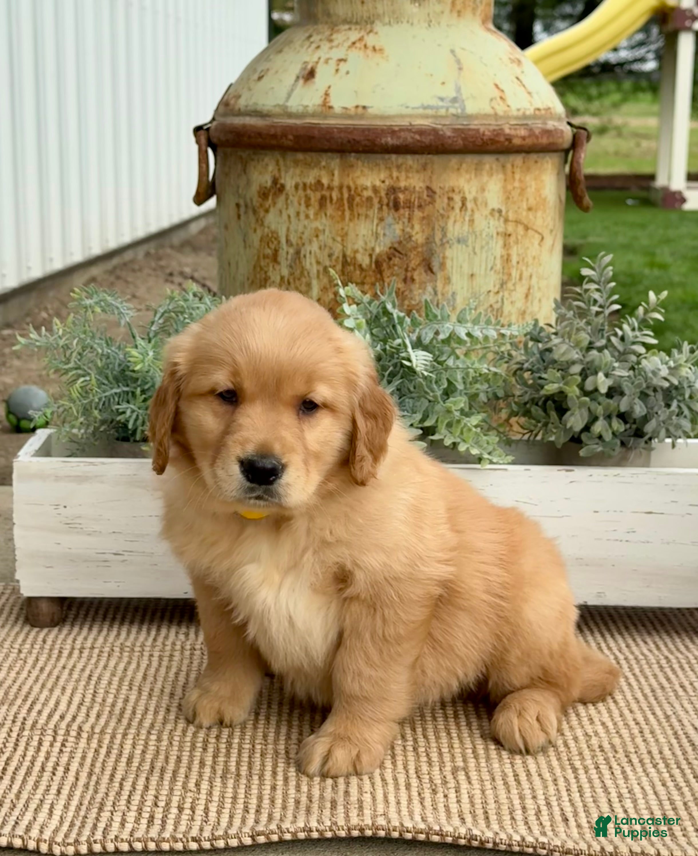 Golden Retriever dogs Ginny - Ad 1