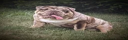Beabull dogs for sale: Archie - Ad 7