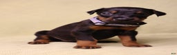 Doberman Pinscher dogs for sale: Bella - Ad 2
