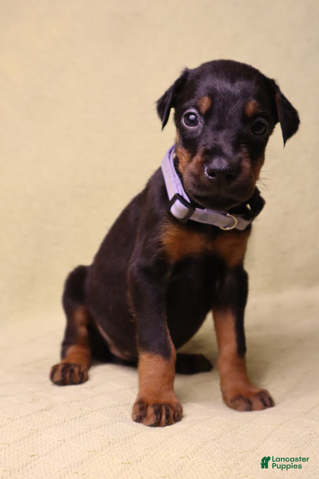 Doberman Pinscher dogs for sale: Bella - Ad 2