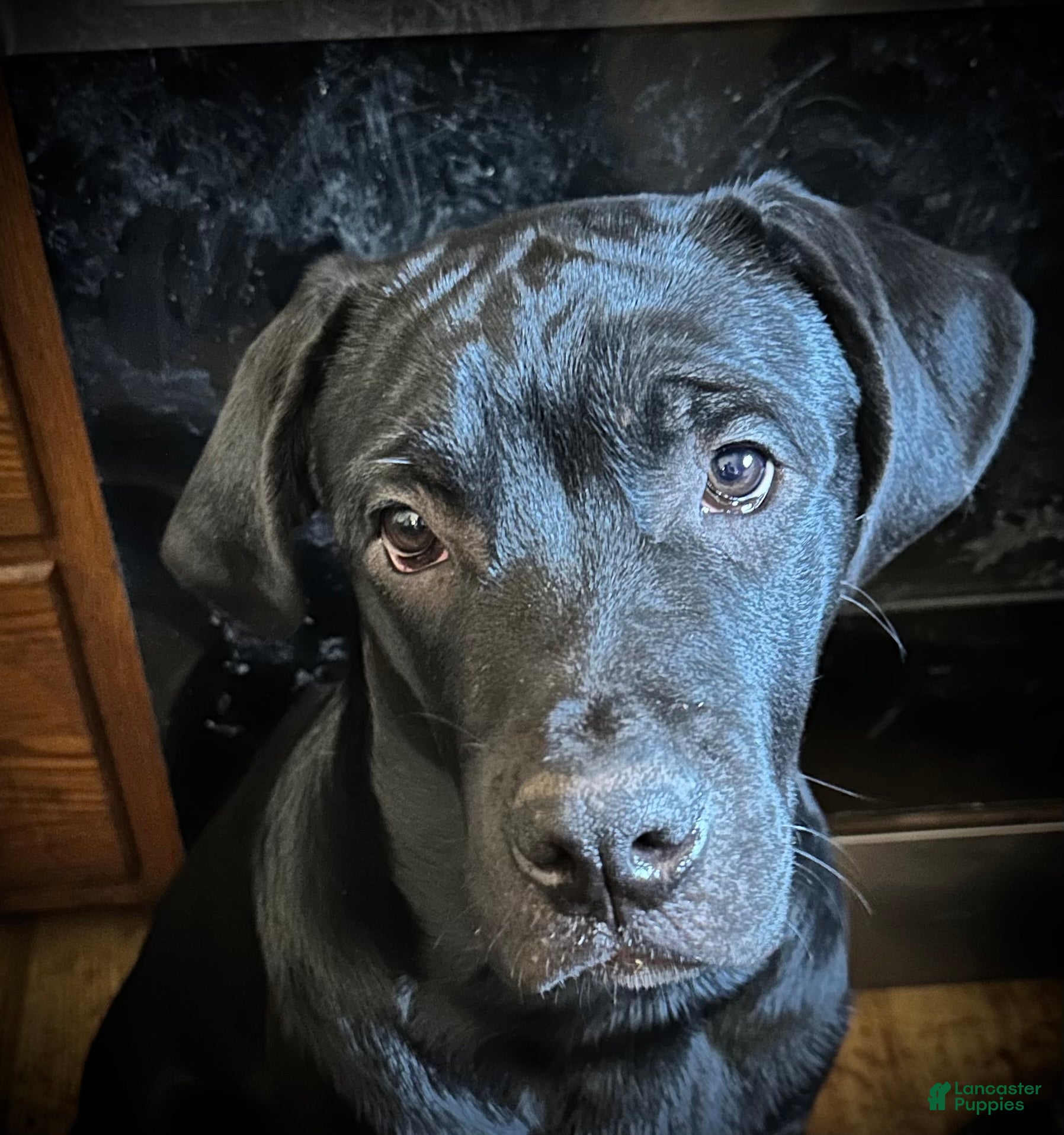 Mixed Breed dogs Cane Corso-Rottweiler - Ad 1