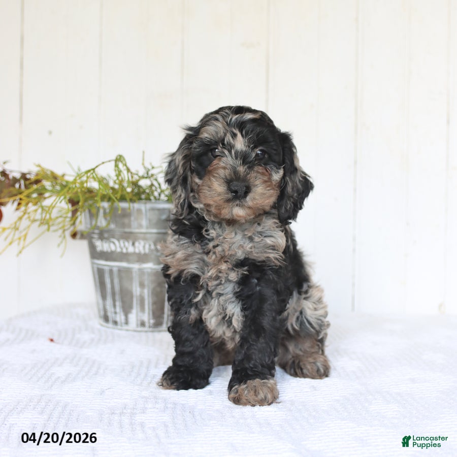 Cockapoo dogs Sierra - Ad 1