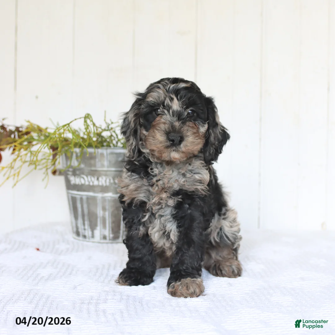 Cockapoo dogs for sale: Sierra - Ad 1