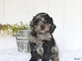 Cockapoo dogs for sale: Sierra - Ad 1