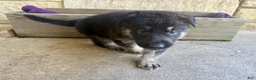 German Shepherd dogs for sale: Otto - Ad 10
