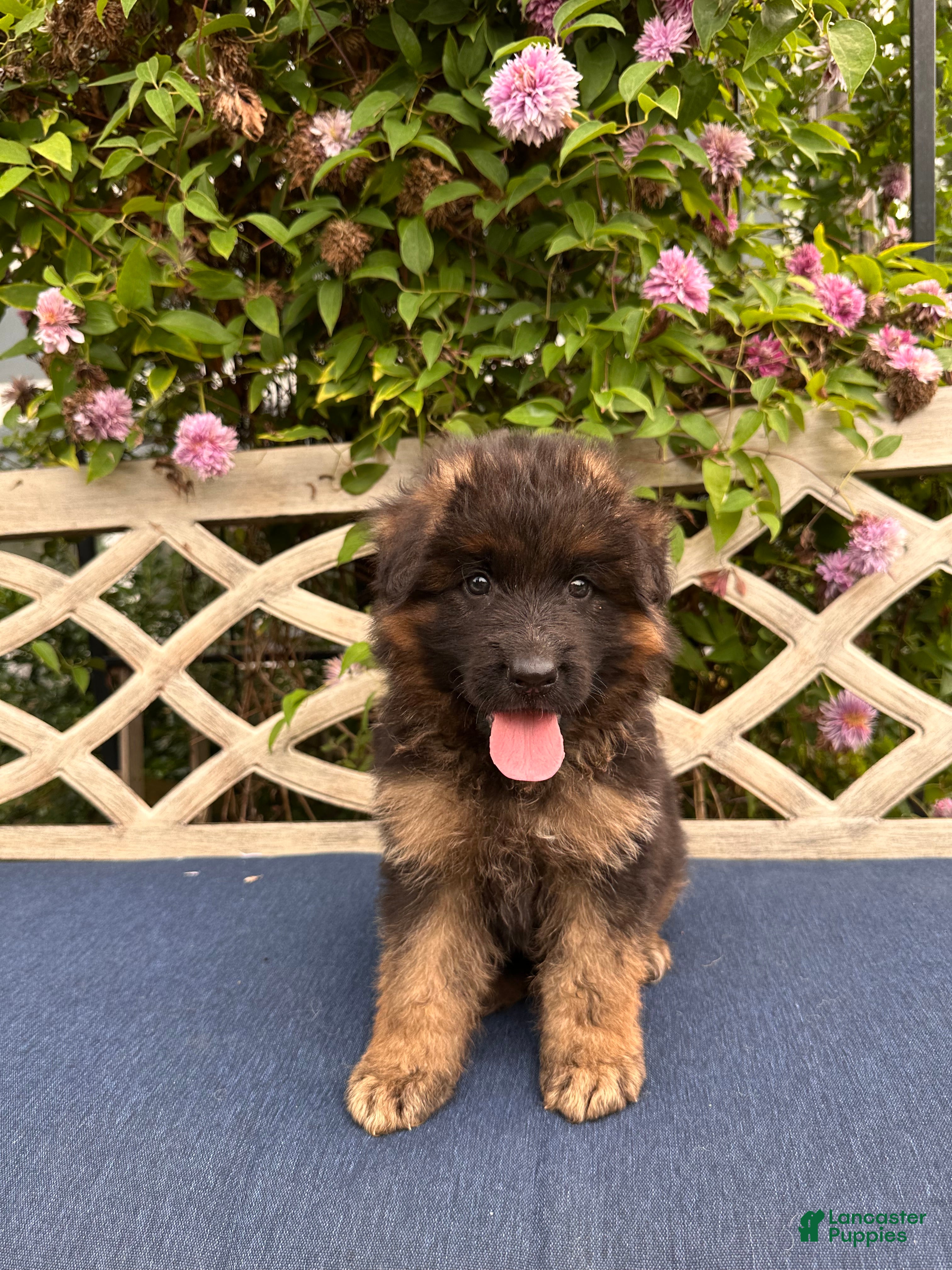 German Shepherd dogs Toby - Ad 2
