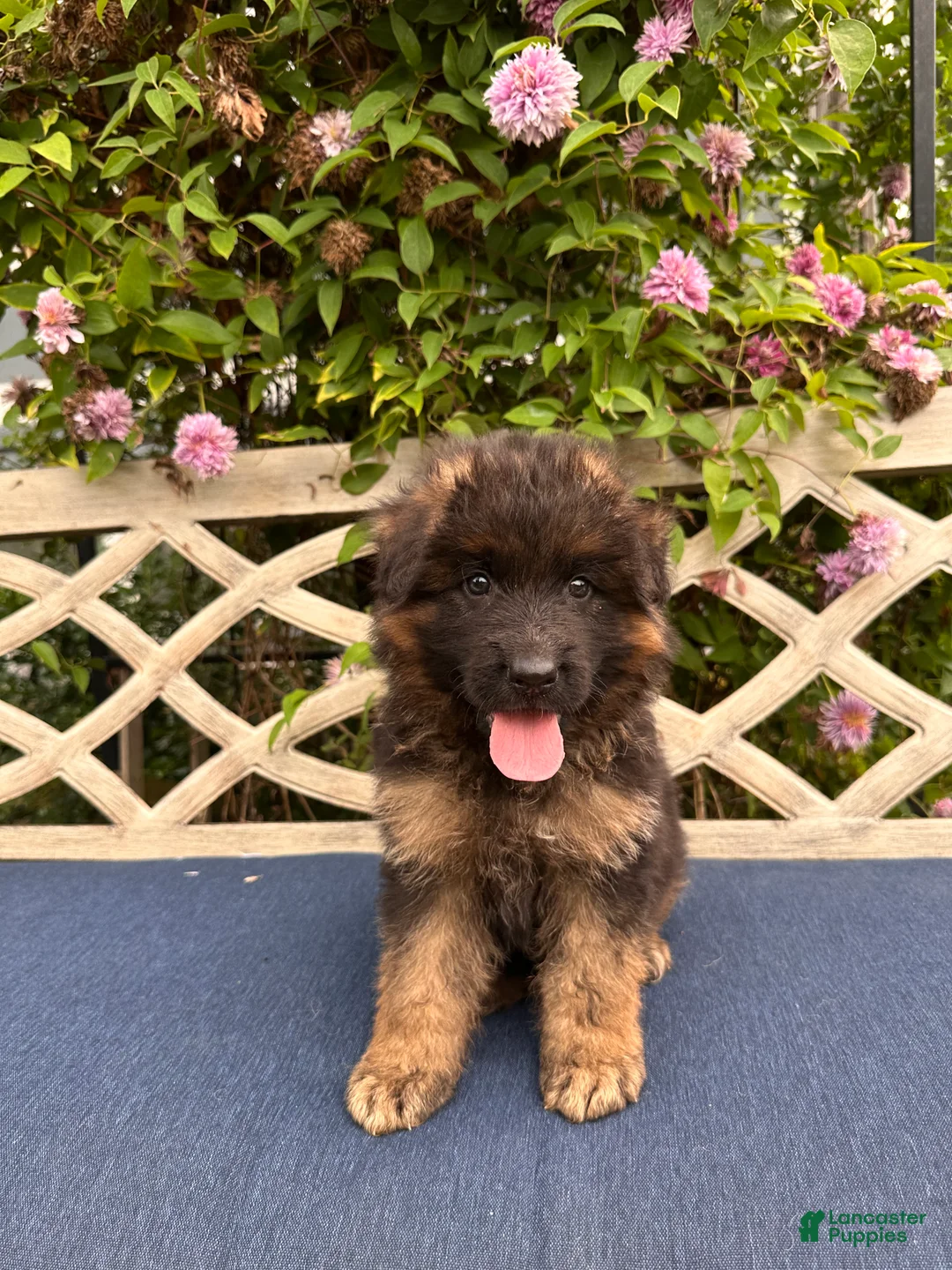 German Shepherd dogs for sale: Toby - Ad 2