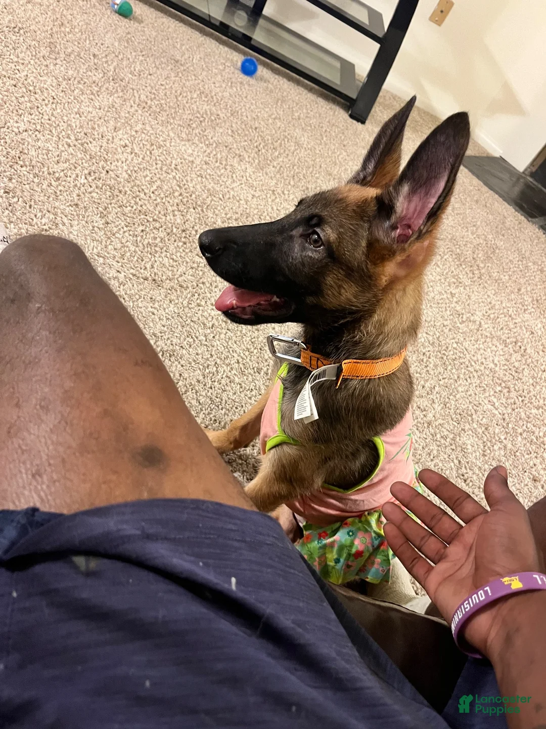 Mixed Breed dogs for sale: Mixed Breed 1 - Ad 1