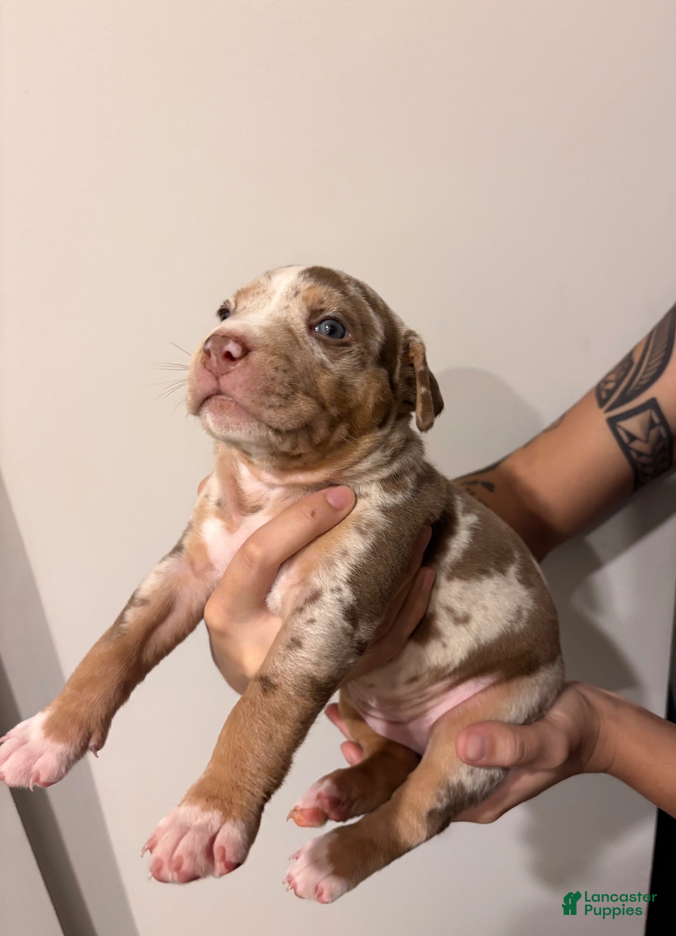 American Bully dogs American XL Bully 1 - Ad 37