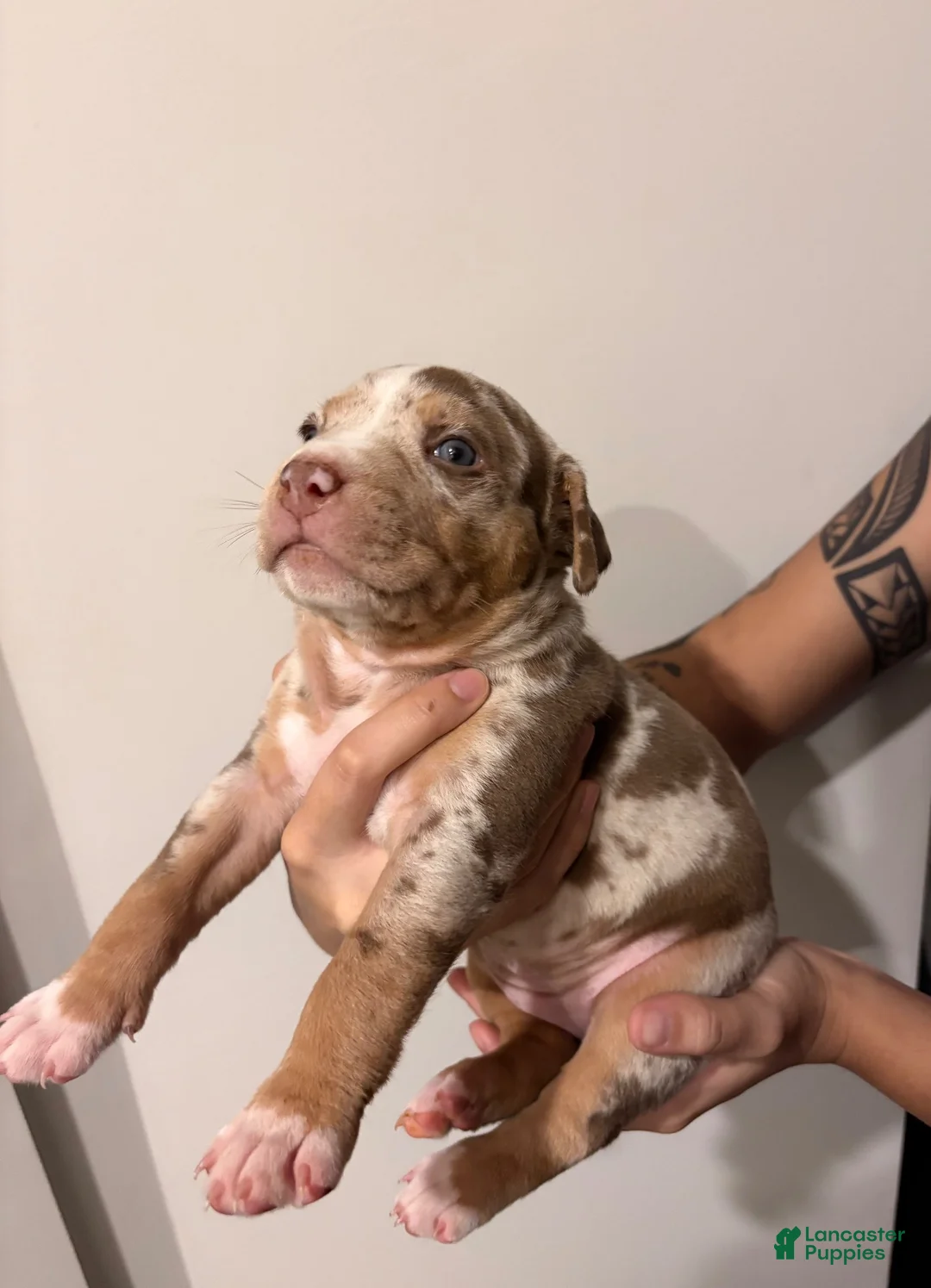 American Bully dogs for sale: American XL Bully 1 - Ad 1