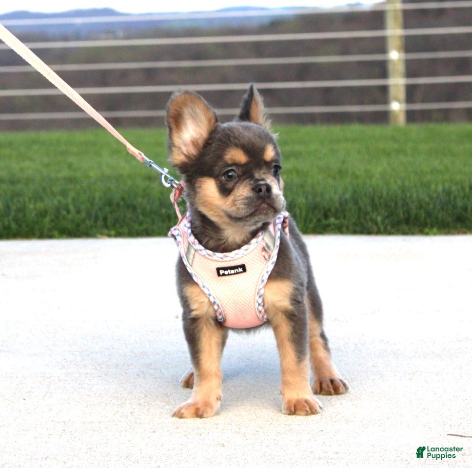 French Bulldog dogs Princes - Ad 1
