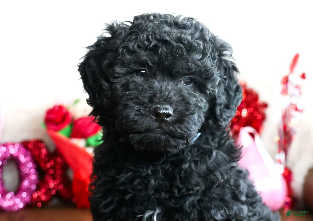 Goldendoodle dogs for sale: ASTRO - Ad 1
