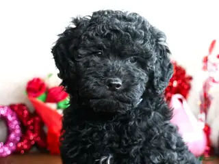 Goldendoodle dogs ASTRO - Ad 26