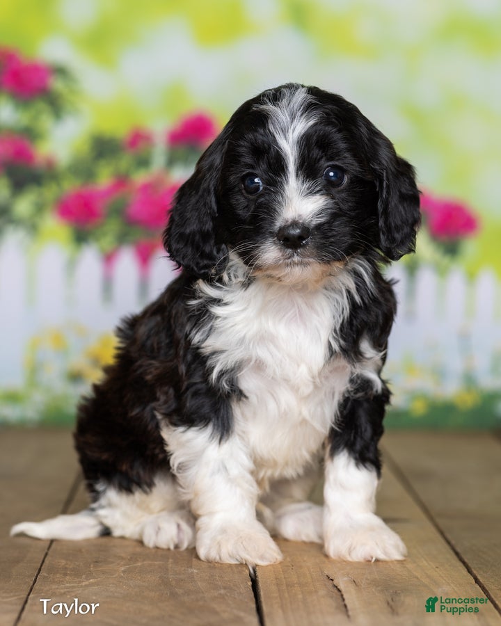 Cavapoo dogs Taylor - Ad 1