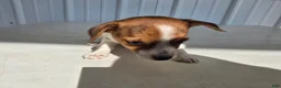 Chihuahua dogs for sale: Baby - Ad 2