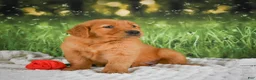 Golden Retriever dogs for sale: Sophie - Ad 8