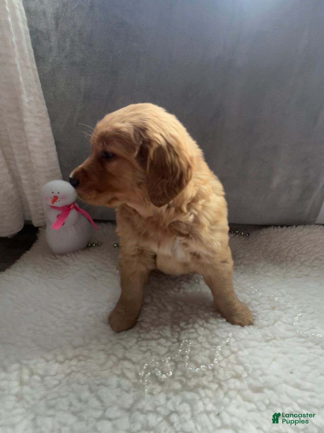 Golden Retriever dogs for sale: Belle - Ad 6