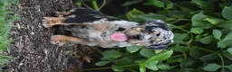 Beabull dogs for sale: Dixie - Ad 5