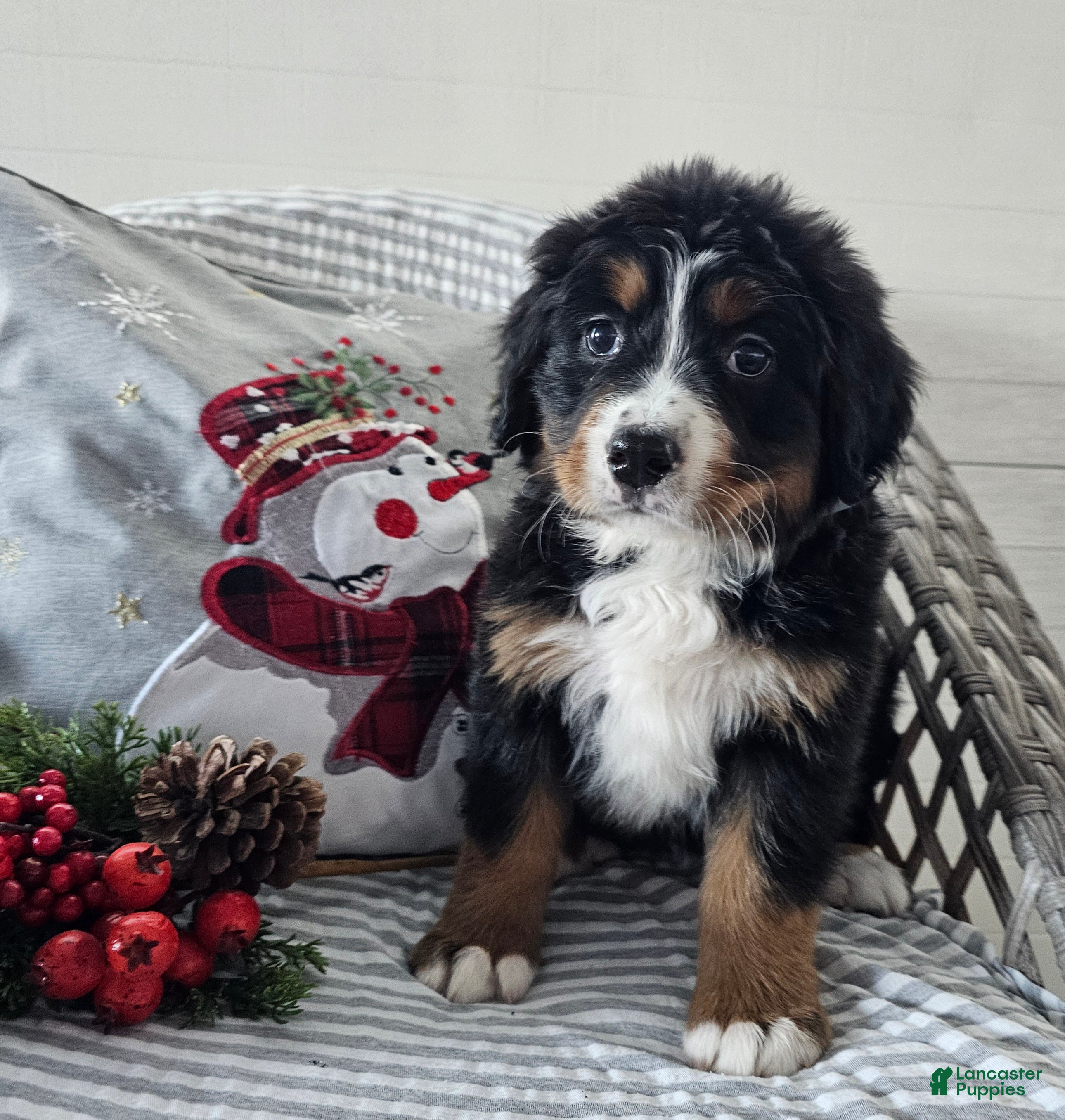 Bernese Mountain Dog dogs Pearl - Ad 34