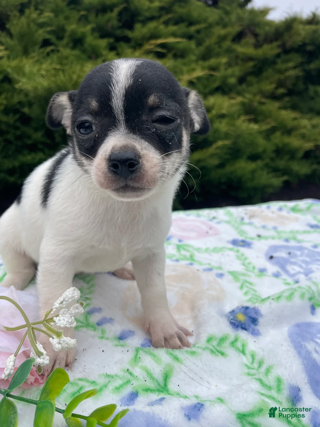 Chihuahua dogs for sale: Buttercup - Ad 2