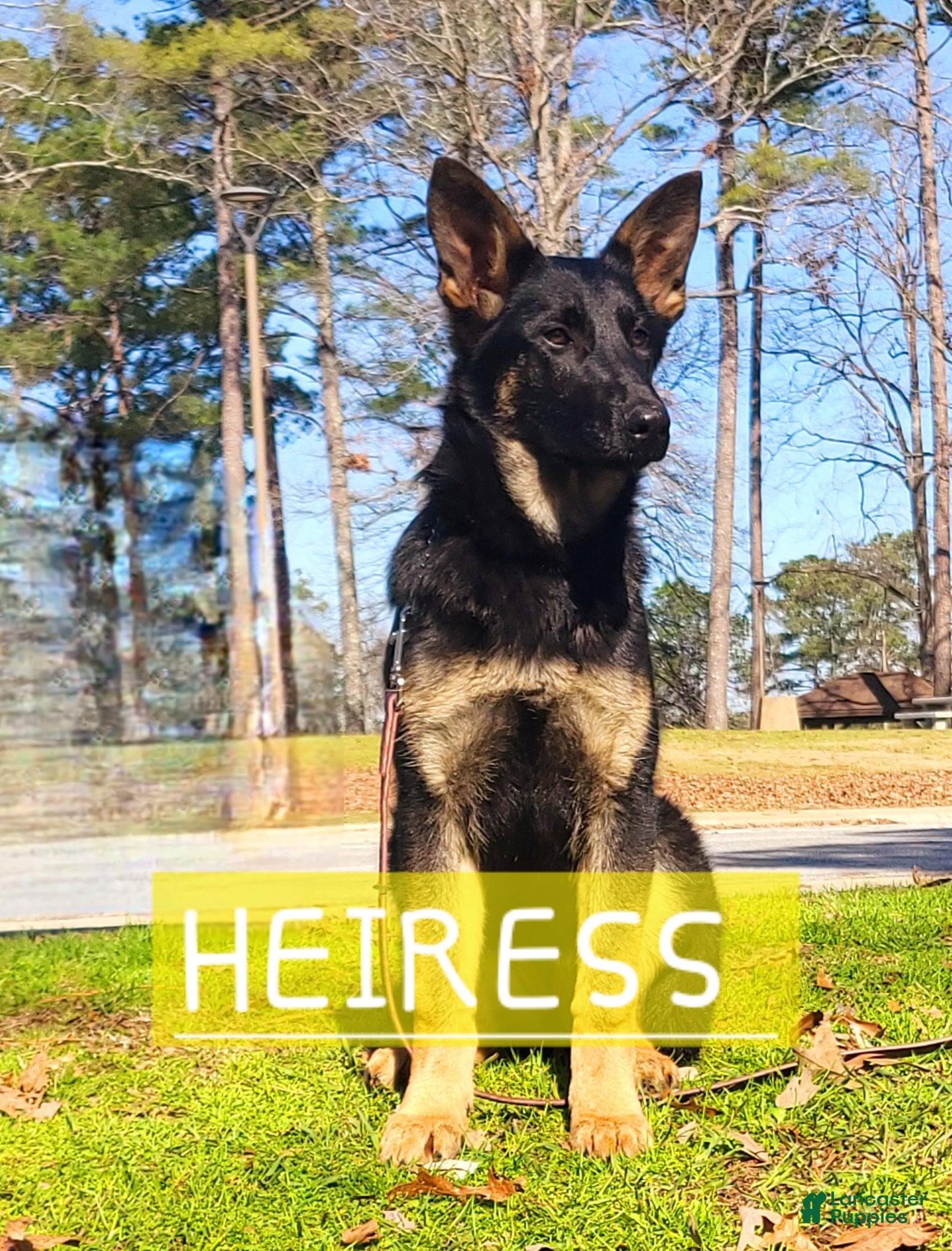 German Shepherd dogs German Shepherd Puppy 1 - Ad 1