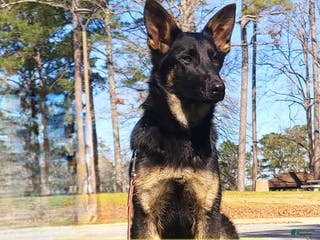 German Shepherd dogs German Shepherd Puppy 1 - Ad 1