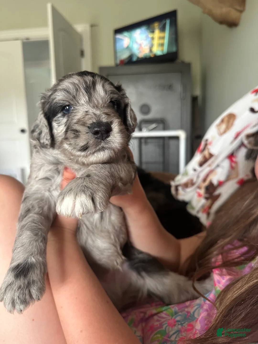 Aussiedoodle dogs for sale: Aussiedoodle Puppy 4 - Ad 1