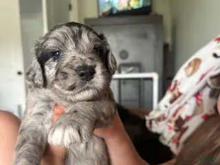 Aussiedoodle dogs Aussiedoodle Puppy 4 - Ad 23