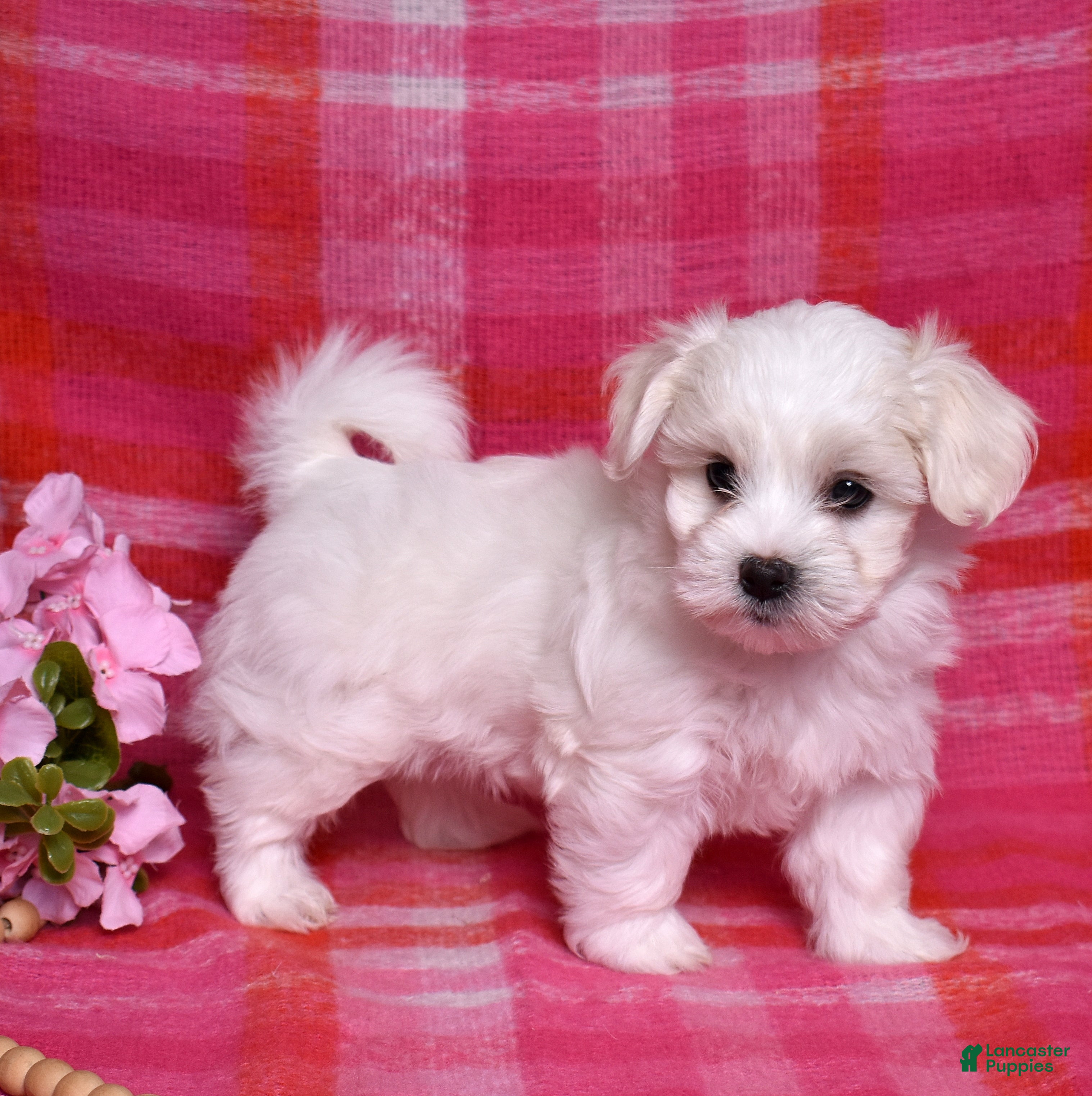 Coton De Tulear dogs Colby  - Ad 1