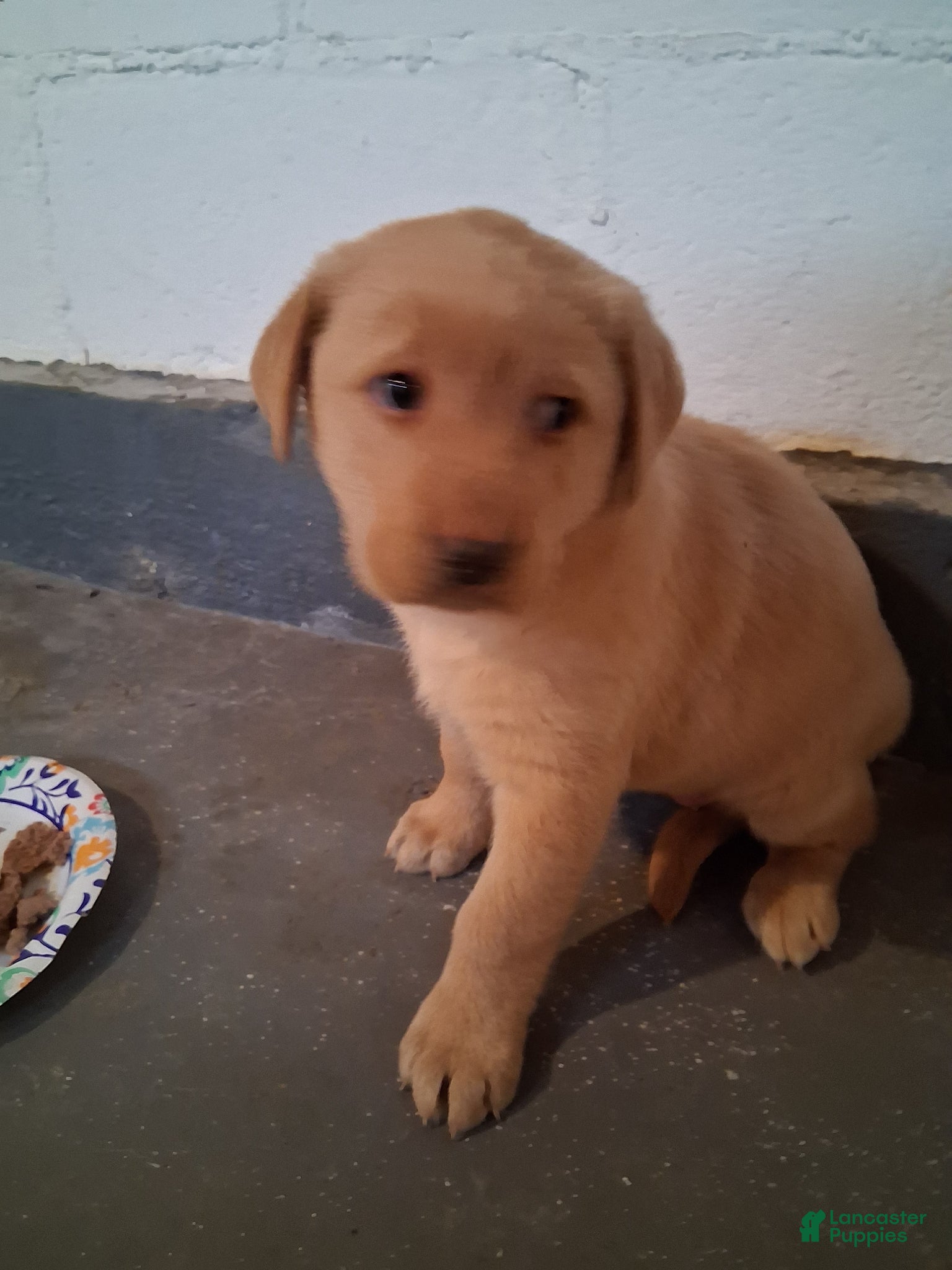 Labrador Retriever dogs for sale: Labrador Retriever Puppy 1 - Ad 1