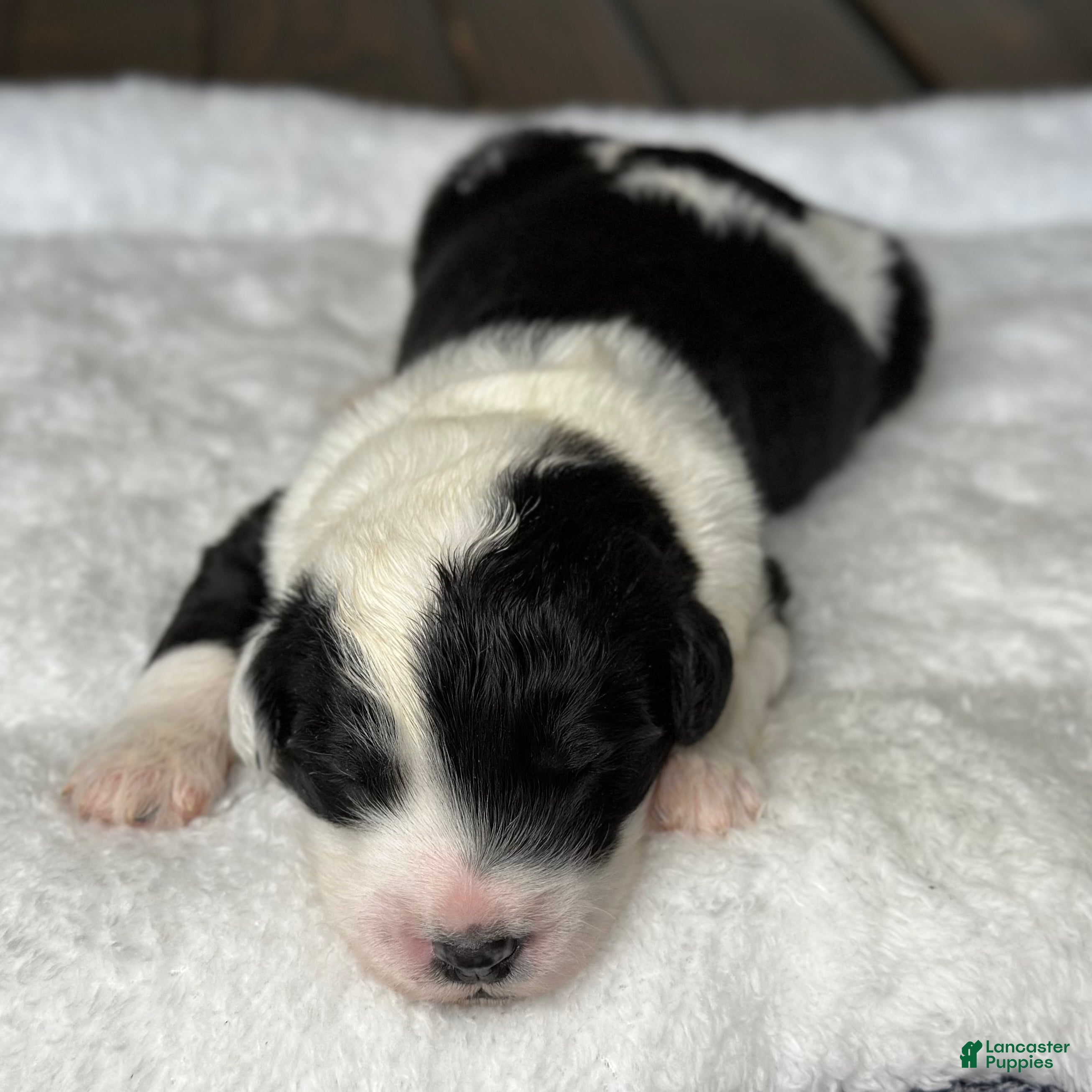 Sheepadoodle dogs Black and White Male 4 (RESERVED) - Ad 2