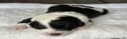 Sheepadoodle dogs for sale: Black and White Male 4 (RESERVED) - Ad 2