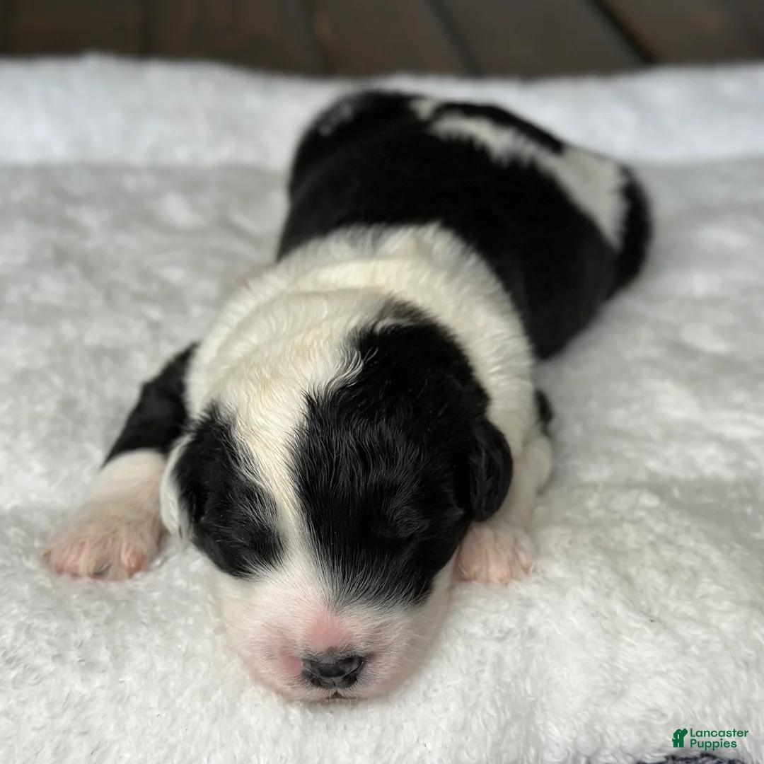 Sheepadoodle dogs for sale: Black and White Male 4 (RESERVED) - Ad 2