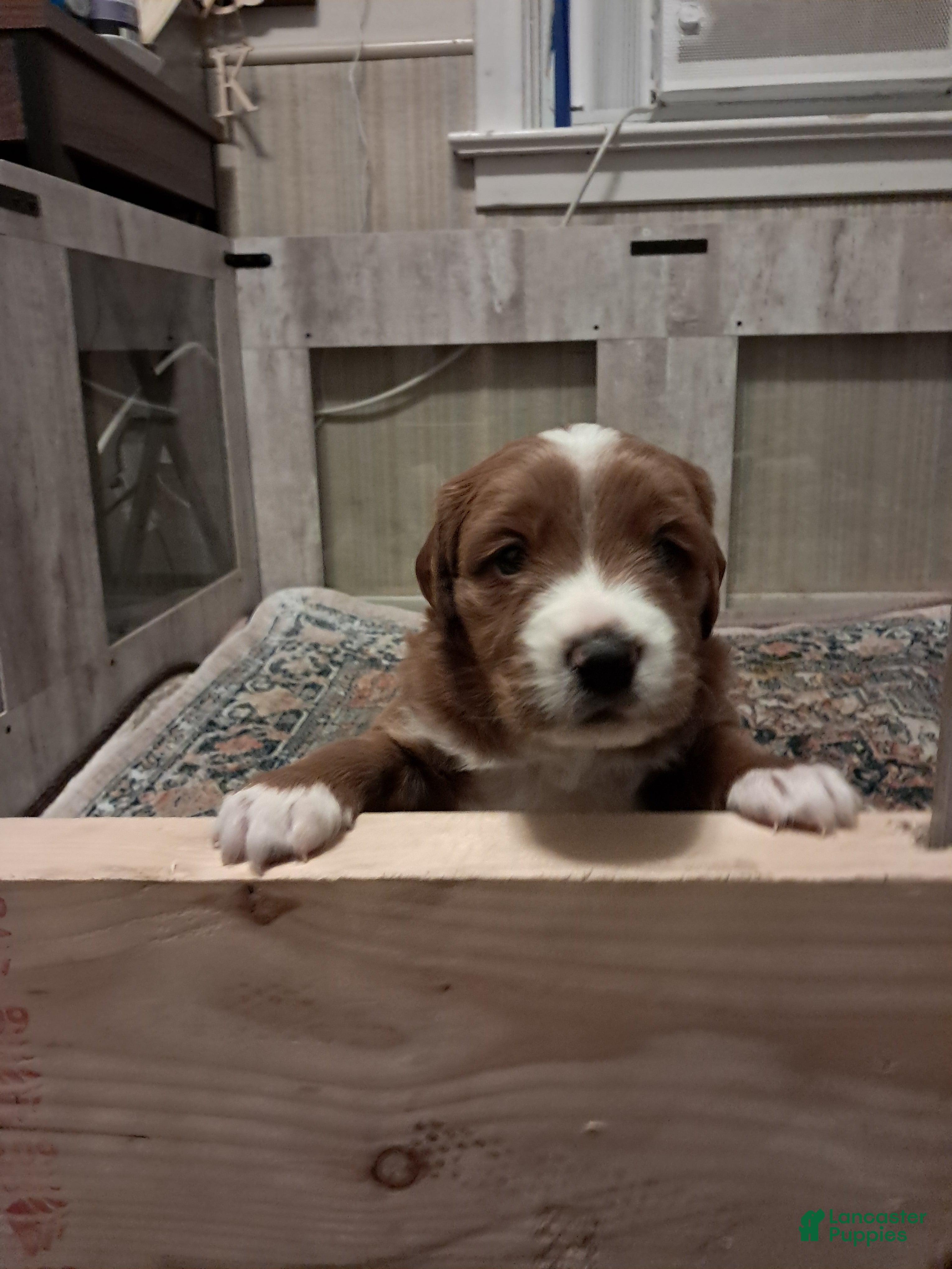 Double Doodle dogs for sale: Esther - Ad 1