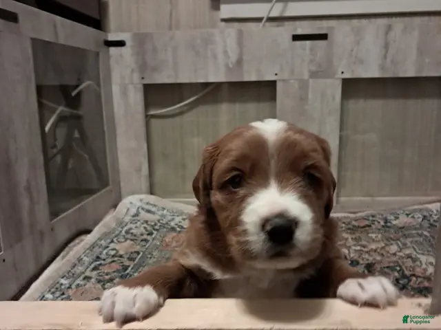 Double Doodle dogs for sale: Esther - Ad 1